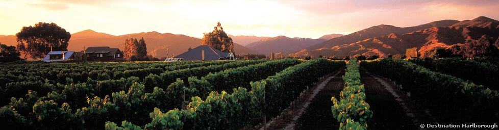 Vineyards of Marlborough (Saint Clair)